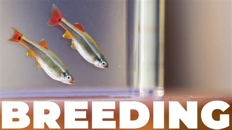 My White Cloud Mountain Minnows Are Breeding! - YouTube