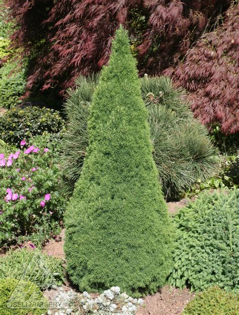 Vander Giessen Nursery: Dwarf Conifers for Containers