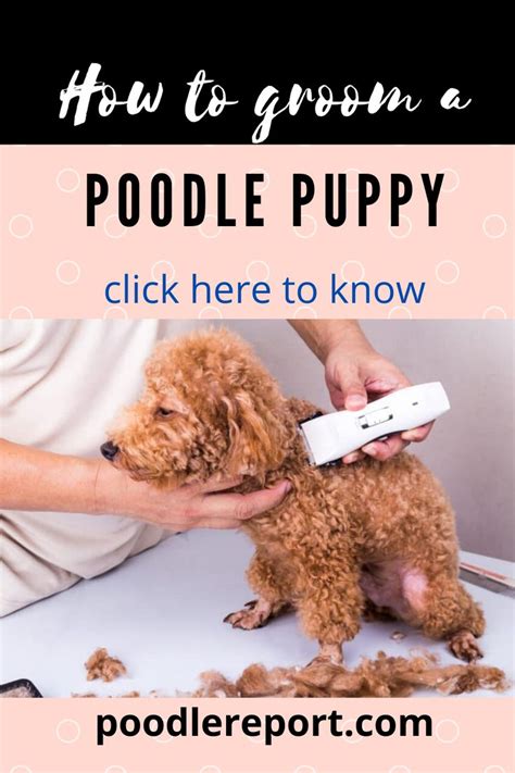 How can you groom your poodle puppy? | Poodle puppy, Puppy grooming, Poodle hair