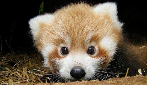 Just too cute! Adorable red panda cubs born at British zoo that look ...