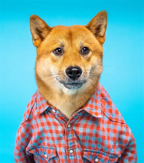 Funny Dog Shiba Inu in Pink Shirt Looking Seriously at the Camera. Stock Photo - Image of blue ...