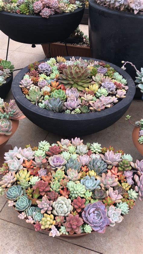 Sedum Garden, Succulent Landscaping, Planting Succulents, Succulent Bowls, Succulent Terrarium ...