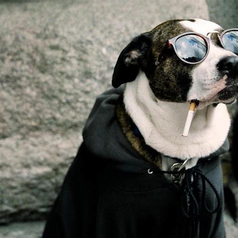 Dog with glasses and cigarette Wallpaper Download 2524x2524