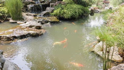 koi fish in the garden pond 13013426 Stock Photo at Vecteezy