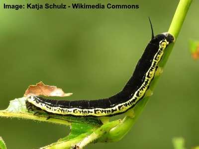 35 Black and Yellow Caterpillars (With Pictures) – Identification Guide