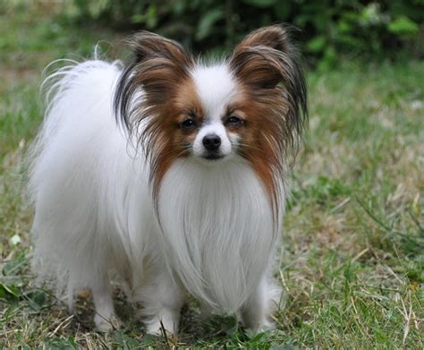 Papillon Dog Info, Temperament, Lifespan, Shedding, Puppies, Pictures