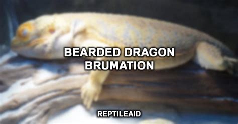 Bearded Dragon Brumation: What Are The Signs?