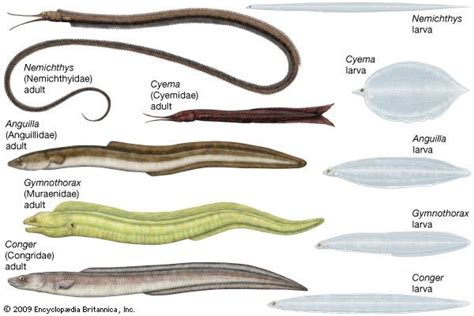 eel - Kids | Britannica Kids | Homework Help