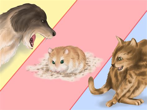 How to Care for Roborovski Hamsters (with Pictures) - wikiHow