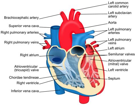 Human Heart Diagram Labeled | New Calendar Template Site