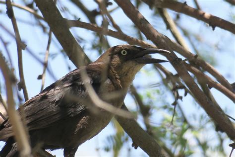 SEE THE USA: SCOTTSDALE, ARIZONA PART 4: DESERT BIRDS WITH ATTITUDE – Chasing Dreams