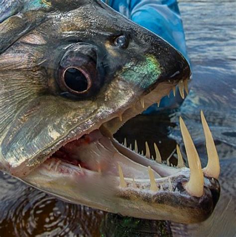 Vampire Fish caught by Will Flack in Venezuela. | Scary fish, Deep sea creatures, Scary animals