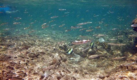 Snorkeling Ko Olina Lagoons - 4 Protected Lagoons To Explore