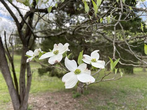 Flowering Dogwood - Creasey Mahan Nature Preserve