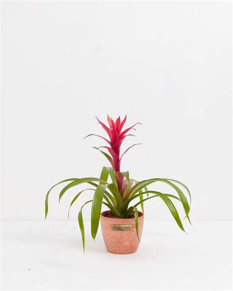 Guzmania Bromeliad | Indoor Plants | Lively Root