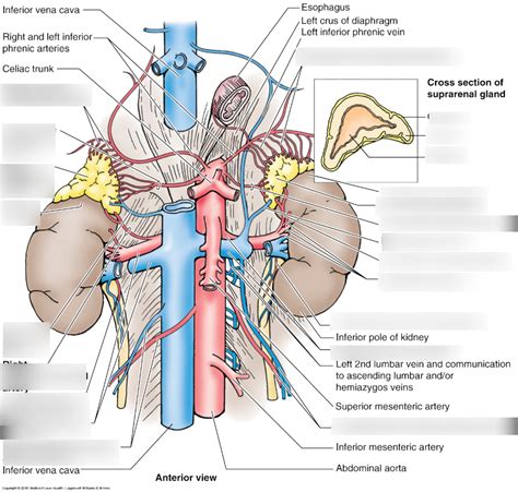 Suprarenal glands (adrenal) Diagram | Quizlet