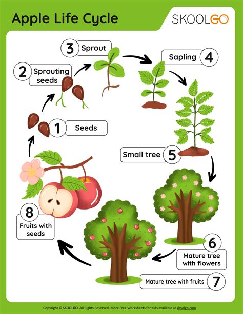 Apple Tree Life Cycle Worksheet Tree Life Cycle Apple Tree Life Cycle Apple Life Cycle ...