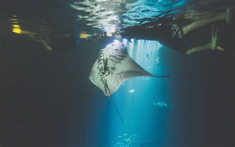 Manta Ray Snorkeling Tours | Big Island Hawaii Manta Ray Cruises