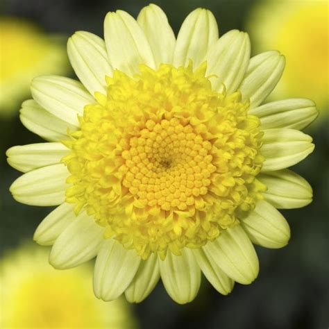 Argyranthemum frutescens Sassy Double Yellow | Lucas Greenhouses