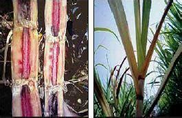 Sugarcane: Diseases and Symptoms — Vikaspedia