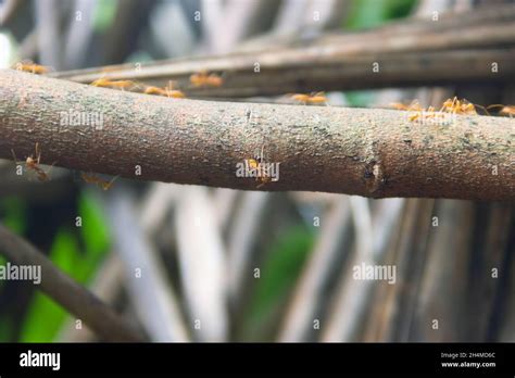 Fire ant -green tree ant (Oecophylla) on an ant trail in the bush. Sri lanka Stock Photo - Alamy