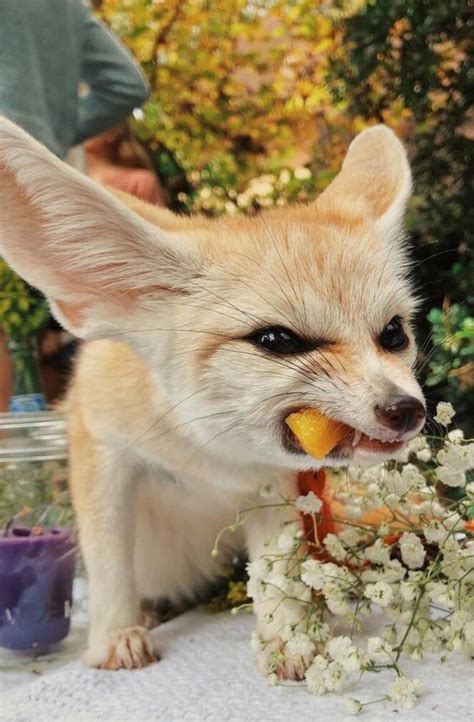 Om nom nom - foxes | Cute animals, Animals beautiful, Pet fox