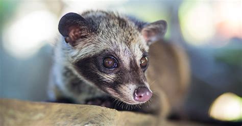 5 Jenis Musang yang Dilindungi & Terancam Punah di Alam | PintarPet