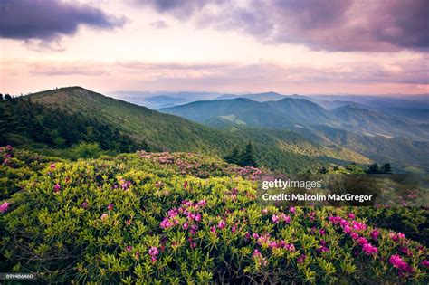 Roan Mountain Rhododendron Festival 2025 - Hestia Jacklin