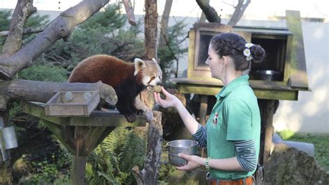 Zoo Keeper Feeding Animals