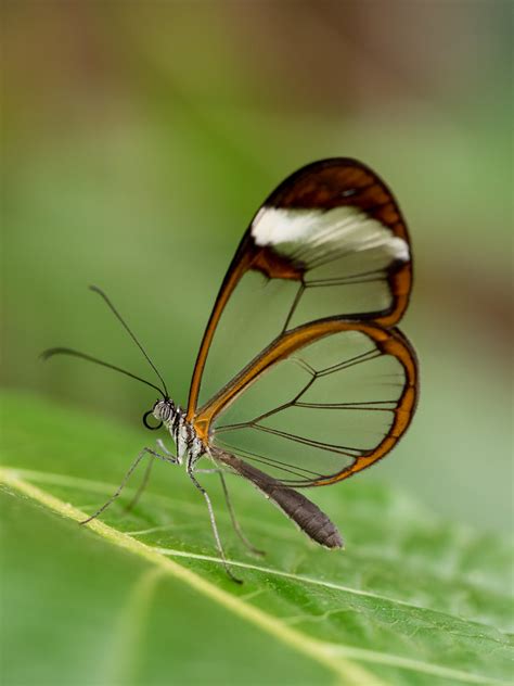 Glasswing Butterfly | Glasswing Butterfly at Stratford Butte… | Flickr