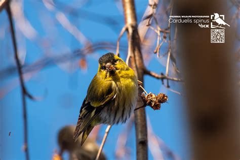 Carduelis spinus on Behance