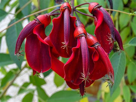 Walking Arizona: Ceibo Tree - National Flower of Argentina