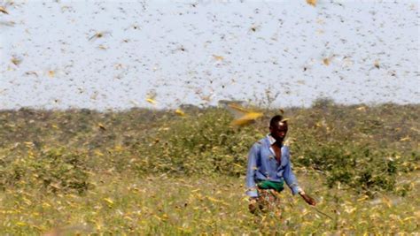 Locust plague devastates crops in Horn of Africa - SABC News - Breaking ...