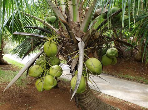 This is a dwarf coconut tree. 20+ years old and still produces coconuts ...