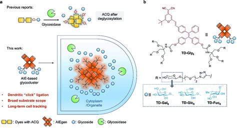 (a) Previously reported glycosidase-activated probes typically with... | Download Scientific Diagram