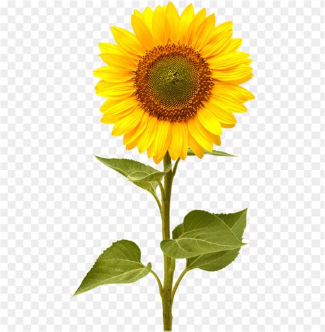 Sunflower Vector Png PNG Transparent With Clear Background ID 105570 ...