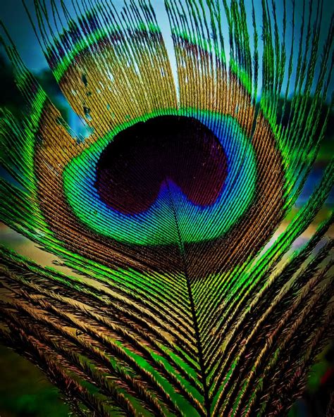 Close up of peacock feather - PixaHive