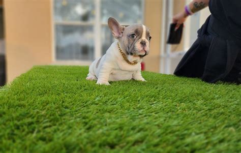 New Blue Fawn male Puppy available! - Over The Top French Bulldogs