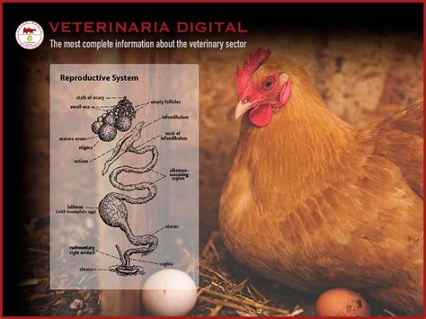 Physiology of egg laying hens - Veterinaria Digital