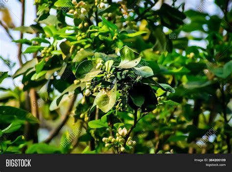 Pomelo, Pummelo, Image & Photo (Free Trial) | Bigstock