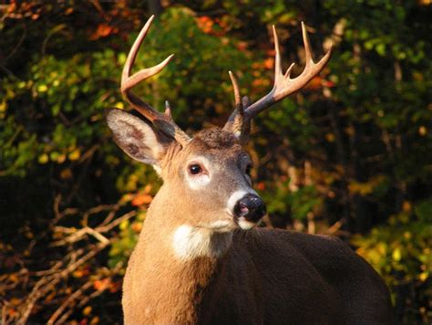 Missouri Aims To Expand Deer Hunting Season To Control Chronic Wasting Disease | Lake of the ...