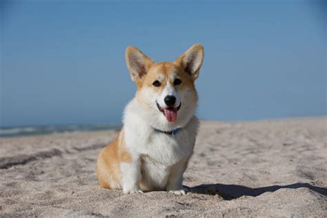 Corgi Colors: 10+ Beautiful Coat Colors And Markings