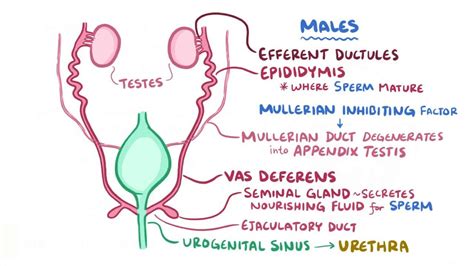 Female Development Anatomy