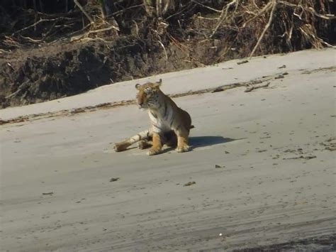 The Sundarban Tiger