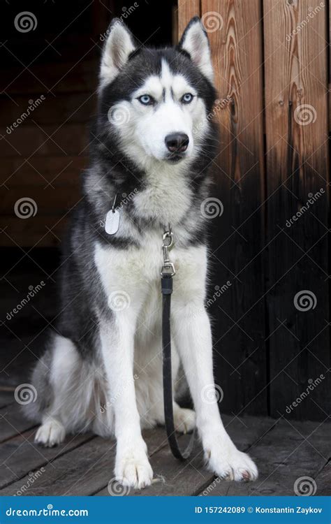 Portrait of a Blue Eyed Beautiful Siberian Husky Dog Stock Image ...