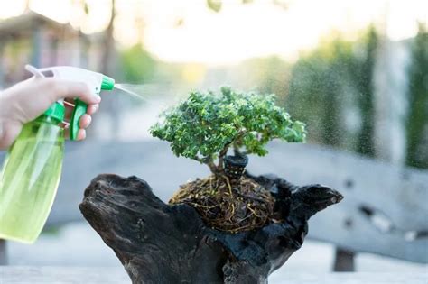 Comprehensive Guide To Bonsai Tree Watering: Master The Art