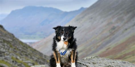 Mountain Rescue dog honoured for 11 years of service | indy100