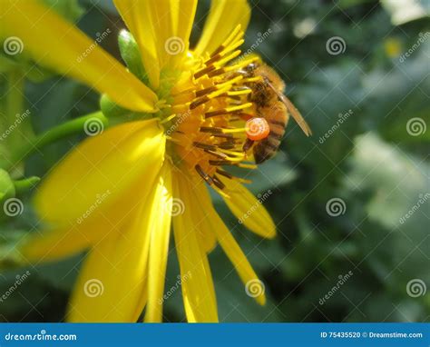 Honey Bee with Pollen Sac stock photo. Image of prosperity - 75435520