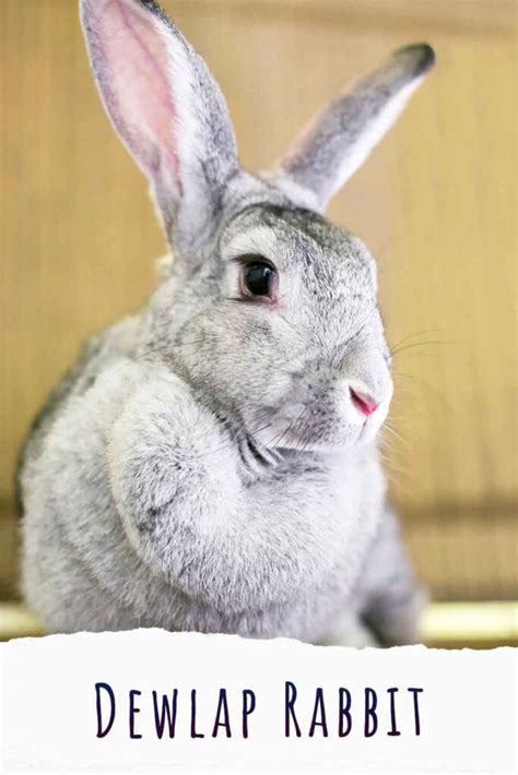 Dewlap Rabbit - Does Your Bunny Have A Double Chin?