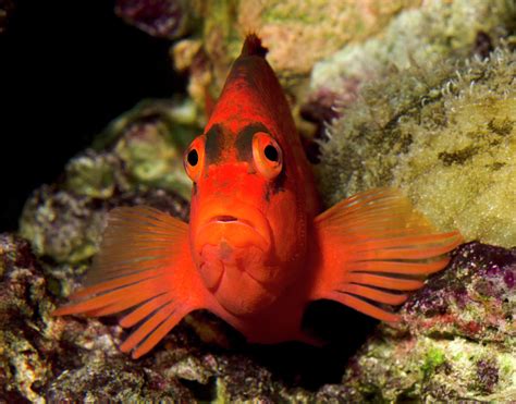 Scarlet Hawkfish Or Flame Hawkfish Photograph by Nigel Downer - Fine ...